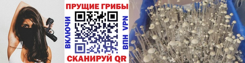 Галлюциногенные грибы Psilocybe  Гагарин 